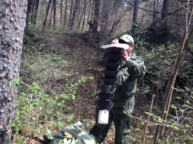 云杉八齿小蠹性信息素防治技术的转化与示范